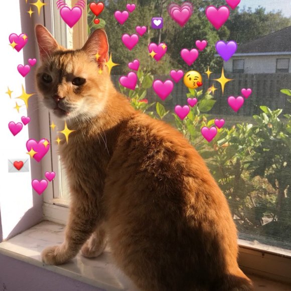 Meet your Posher, Lovelynn! - Picture 5 of 7